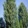 Populus Nigra Italica Black Poplar