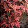 Acer Palmatum Beni Schichihenge Japanese Maple