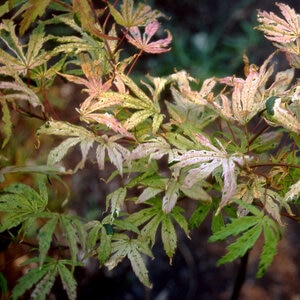 Acer Palmatum Geisha Gone Wild Japanese Maple