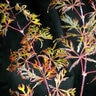 Acer Japonicum Fairy Lights Japanese Maple