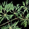 Acer Japonicum Fairy Lights Japanese Maple