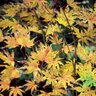 Acer Palmatum Peaches and Cream Japanese Maple
