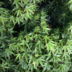 Acer Palmatum Sharp's Pygmy Japanese Maple