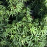 Acer Palmatum Sharp's Pygmy Japanese Maple