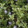 Vinca Minor Sterling Silver Variegated Periwinkle