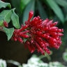 Cestrum Fasciculatum var. Newellii Cestrum