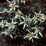 Leontopodium Alpinum Edelweiss
