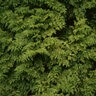 Thuja Plicata Zebrina Western Red Cedar