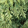 Thuja Plicata Zebrina Western Red Cedar