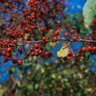 Malus X David Crabapple