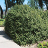 Portulacaria Afra Prostrata Purslane