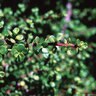Portulacaria Afra Prostrata Purslane