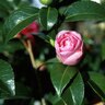 Camellia Japonica Pink Parade Camellia