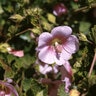 Anisodontea X Hypomandarum Taras Pink Cape Mallow