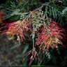Grevillea Ned Kelly Silky Oak