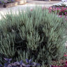 Rosmarinus Officinalis Athens Blue Spires Rosemary