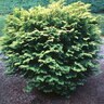 Chamaecyparis Obtusa Elmwood Gold Hinoki Falsecypress