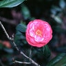 Camellia Japonica Mathotiana Camellia