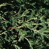 Thuja Plicata Zebrina Western Red Cedar