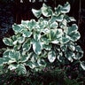 Pisonia Umbellifera Variegata Bird Catcher Tree