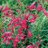 Penstemon X Garnet Beardtongue