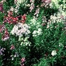 Linaria Maroccana Fantasy Toadflax