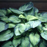 Hosta Bright Lights Plantain Lily
