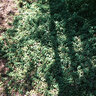 Portulacaria Afra Prostrata Purslane