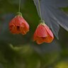 Abutilon Pictum Thompsonii Flowering Mallow