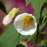 Abutilon X Hybridum White Flowering Maple