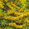 Acacia Baileyana Cootamundra Wattle