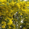 Acacia Baileyana Cootamundra Wattle