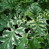Acanthus mollis Tasmanian Angel Bear's Breeches