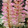 Acanthus mollis Tasmanian Angel Bear's Breeches