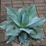 Agave Ovatifolia Frosty Blue Century Plant