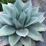 Agave Ovatifolia Frosty Blue Century Plant