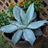 Agave Ovatifolia Frosty Blue Century Plant