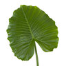 Alocasia Gageana Elephant Ear