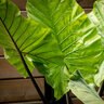 Alocasia Macrorrhiza Black Stem Elephant Ear