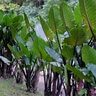 Alocasia Macrorrhiza Black Stem Elephant Ear