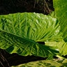 Alocasia X Calidora Elephant Ear
