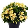 Alstroemeria X Inca Sundance Peruvian Lily