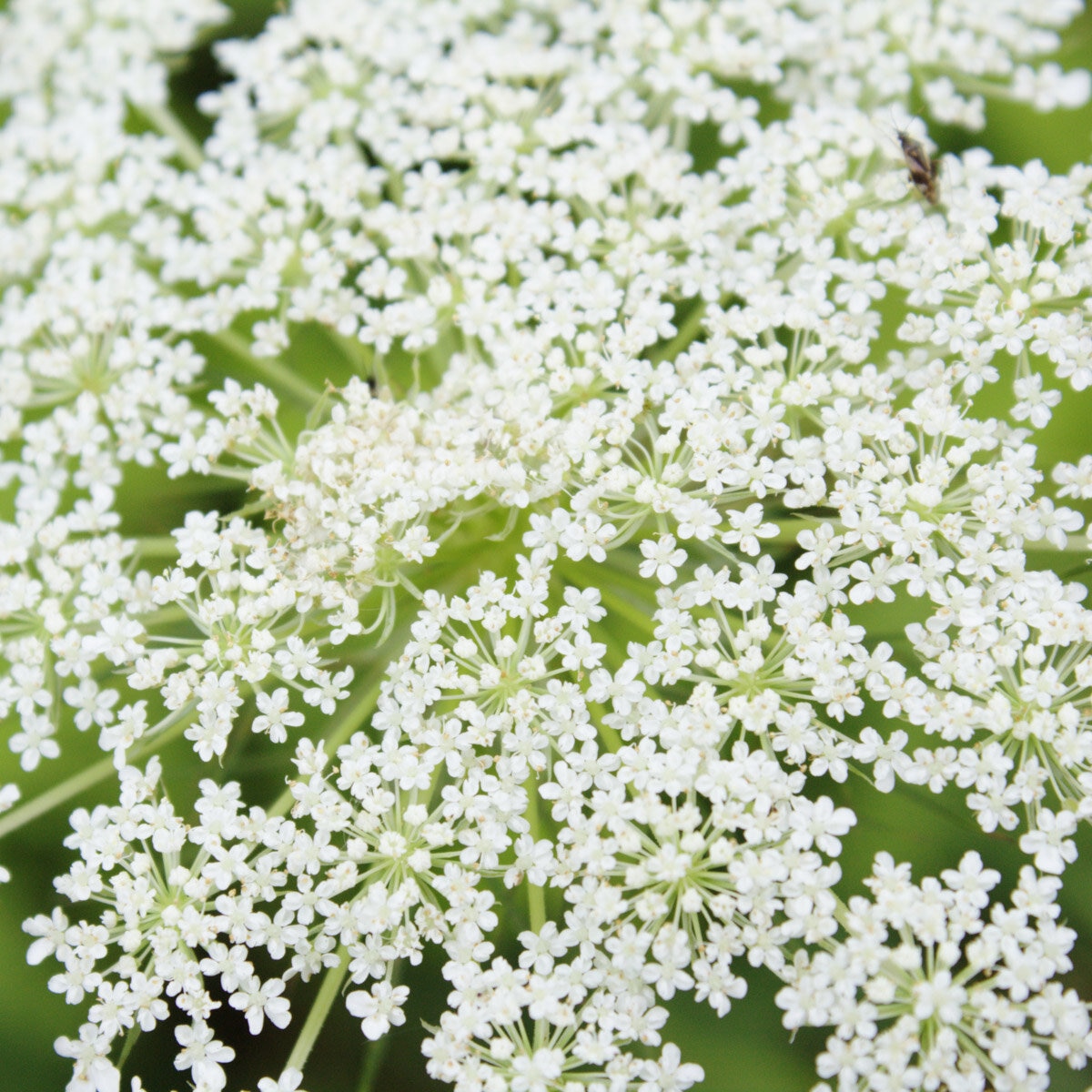 Ammi Majus False Queen Annes Lace | SiteOne US