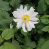 Anemone X Fantasy Snow Angel Anemone