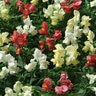 Antirrhinum Majus Mixture Snapdragon