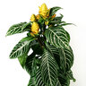 Aphelandra squarrosa Zebra Plant