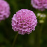 Armeria Pseudarmeria Dreameria Sweet Dreams Great Thrift