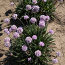 Armeria Pseudarmeria Dreameria Sweet Dreams Great Thrift