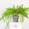 Asparagus Setaceus Asparagus Fern 8 Count Flat