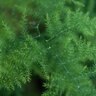 Asparagus Setaceus Asparagus Fern 8 Count Flat